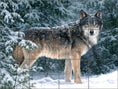 Load image into Gallery viewer, Snowfall By Abraham Hunter - Landscape