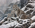 Load image into Gallery viewer, Snow Leopard By Abraham Hunter- Landscape