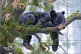 Load image into Gallery viewer, Daydreaming By Abraham Hunter - Landscape