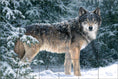 Load image into Gallery viewer, Snowfall By Abraham Hunter - Landscape
