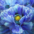 Load image into Gallery viewer, Blue Poppy Splash By Heather B Picquelle - Square