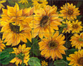 Load image into Gallery viewer, Sunflowers By Nadine Warner - Landscape
