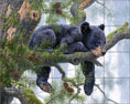Load image into Gallery viewer, Daydreaming By Abraham Hunter  - Landscape
