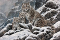 Load image into Gallery viewer, Snow Leopard By Abraham Hunter- Landscape

