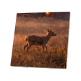 Load image into Gallery viewer, Farm Wildlife Coasters
