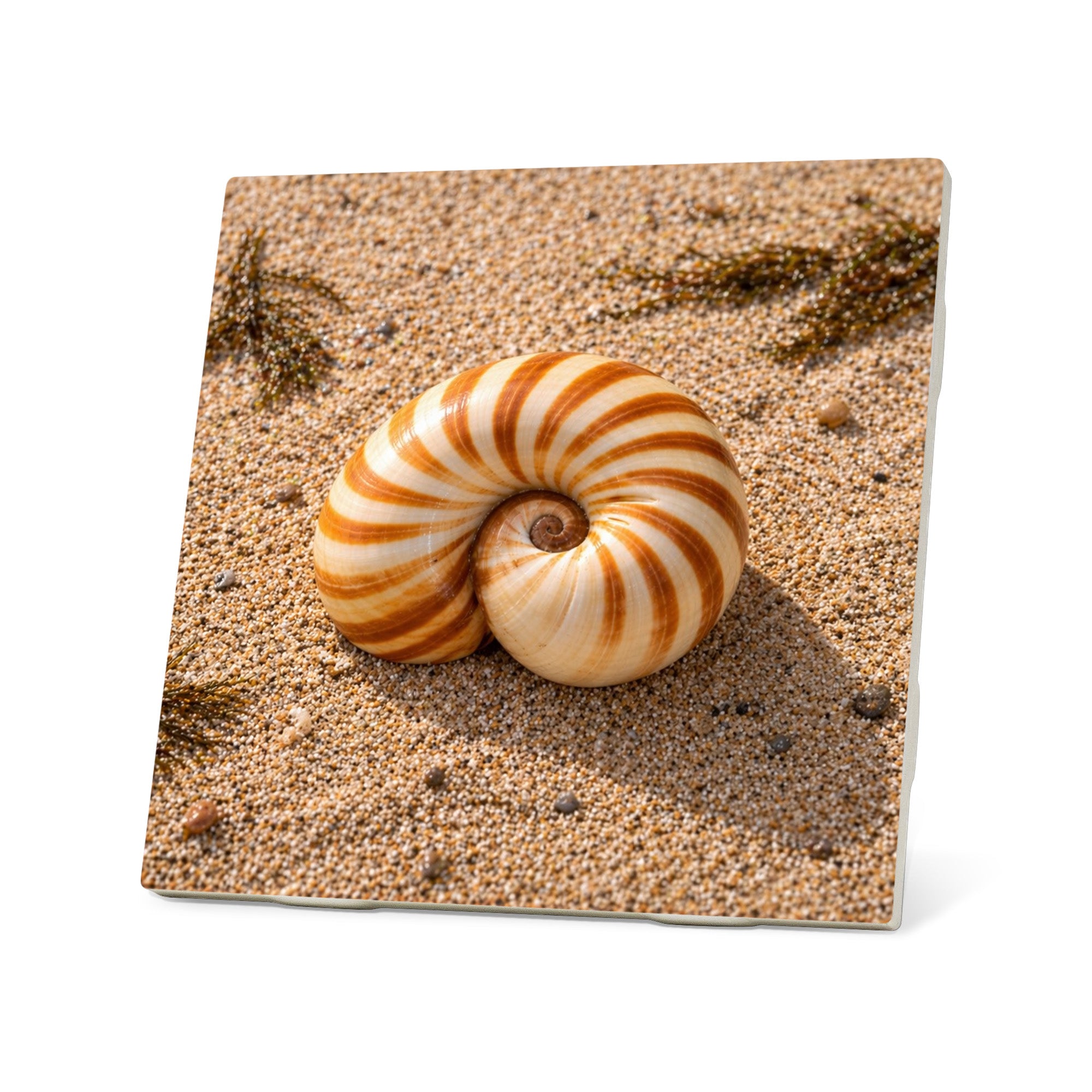 Seaside Treasures Coasters